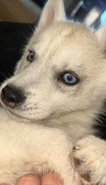 Cucciola dí siberian husky
