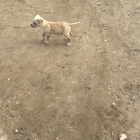 Cuccioli pitbull