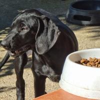 Bellissime Bracco pointer