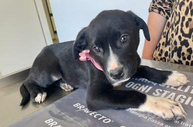 Cane pelo morbido corto dolce adotta meticcio