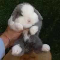 Conigli minilop bianco, havana, blu split