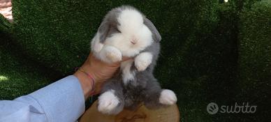 Conigli minilop bianco, havana, blu split