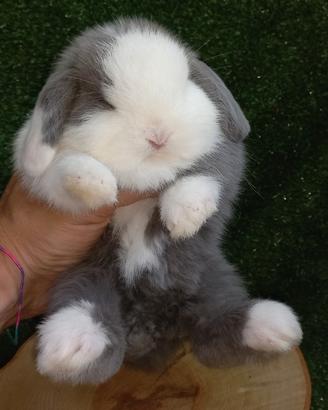 Conigli minilop bianco, havana, blu split