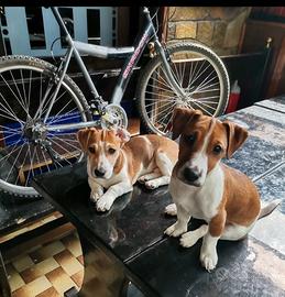 Jack Russell terrier maschi