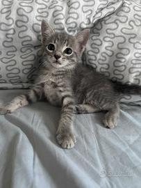 Gattini di 2 mesi