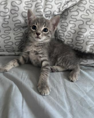 Gattini di 2 mesi