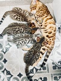 Cuccioli di bengala
