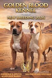 Cuccioli Pitbull