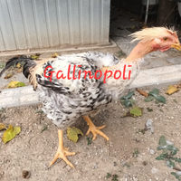 Capponi/Pollastre/Conigli/Faraone/Galline