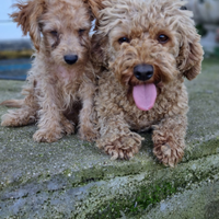 Cucciolo maltipoo toy