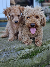 Cucciolo maltipoo toy