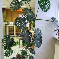 MONSTERA ADULTA C.E.R.C.O!!
