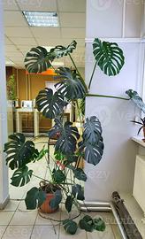 MONSTERA ADULTA C.E.R.C.O!!