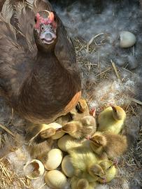 Anatroccoli anatra muta