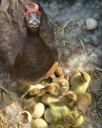 Anatroccoli anatra muta