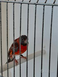 Cardinalino del Venezuela