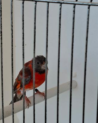 Cardinalino del Venezuela