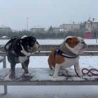 Cuccioli bulldog inglese