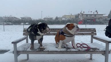 Cuccioli bulldog inglese