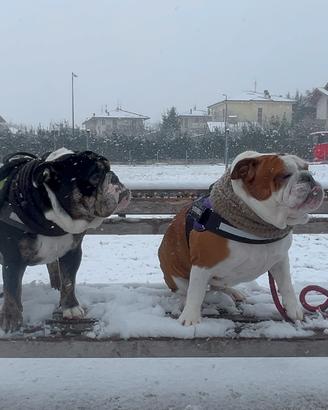 Cuccioli bulldog inglese