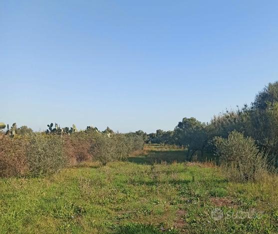 Terreno agricolo adibito a oliveto