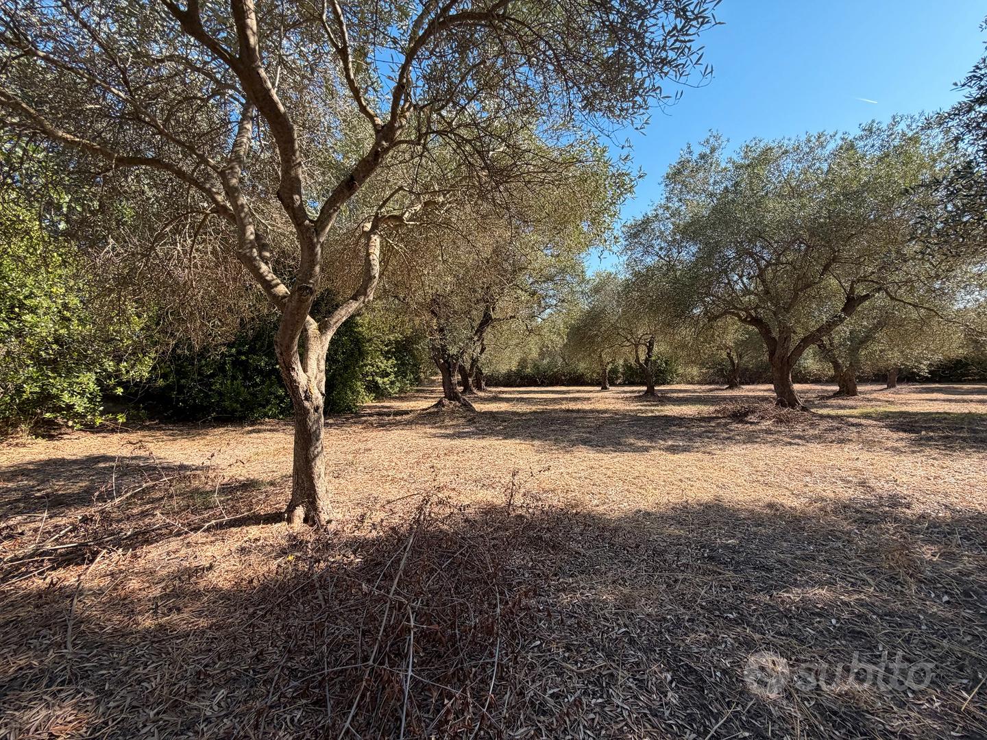 Oliveto in località La Rucchetta - Altro