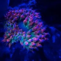 Anemoni Entacmaea quadricolor