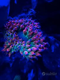 Anemoni Entacmaea quadricolor