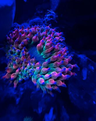 Anemoni Entacmaea quadricolor