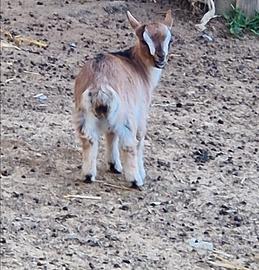 Caprette tibetane 2 femmine e 1 maschio