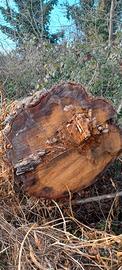tronco di rovere