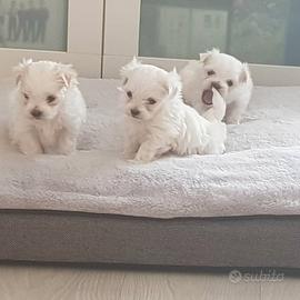 Cuccioli di maltese