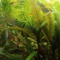 Poecilia Wingei Endler Red Black