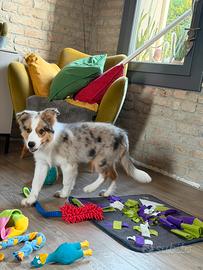 Border collie cucciolo