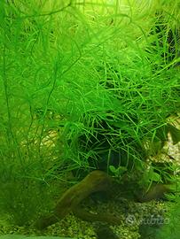 Piante per acquario