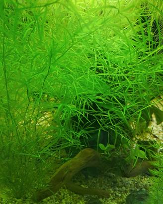 Piante per acquario