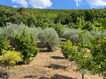Oliveto con annessa tartufaia