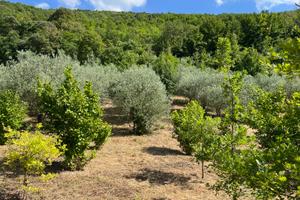 Oliveto con annessa tartufaia