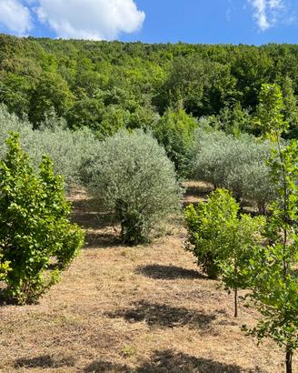 Oliveto con annessa tartufaia