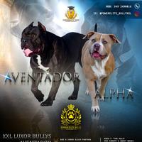 Cuccioli American Bully XXL