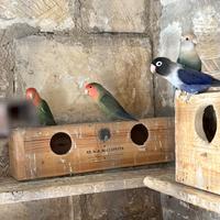 Pappagalli inseparabili