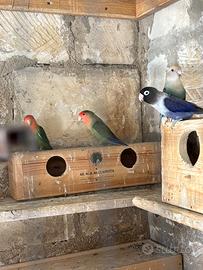 Pappagalli inseparabili