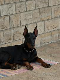 Dobermann ATTENTI