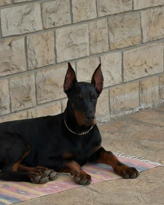 Dobermann ATTENTI