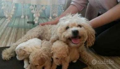 Maltipoo