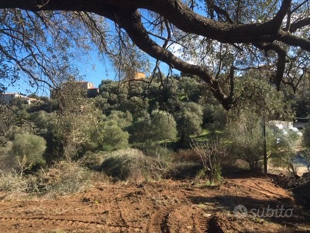 Terreno Agricolo | San Teodoro - Vista 3