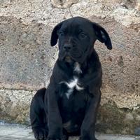 Cane corso