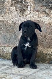 Cane corso