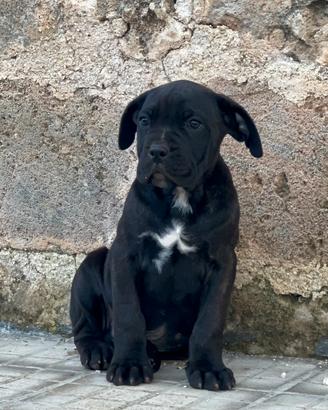 Cane corso