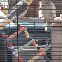 Calopsite con voliera